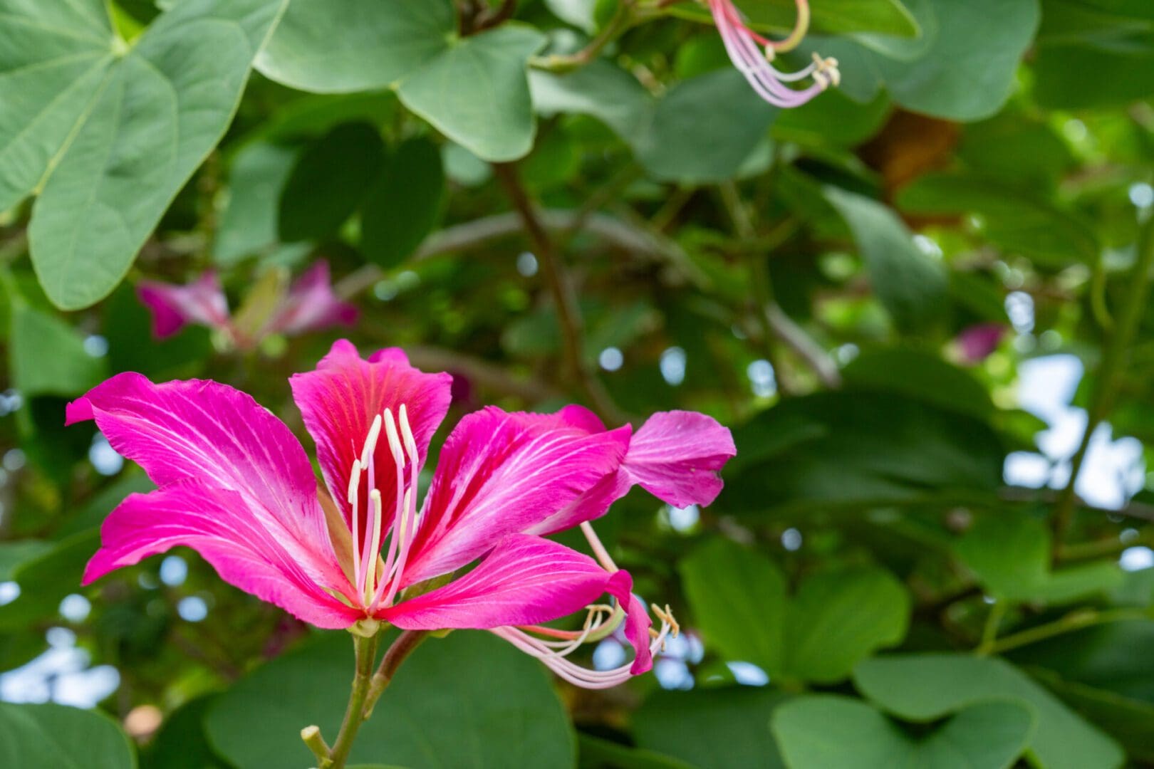 A pink flower with green leaves in the background.