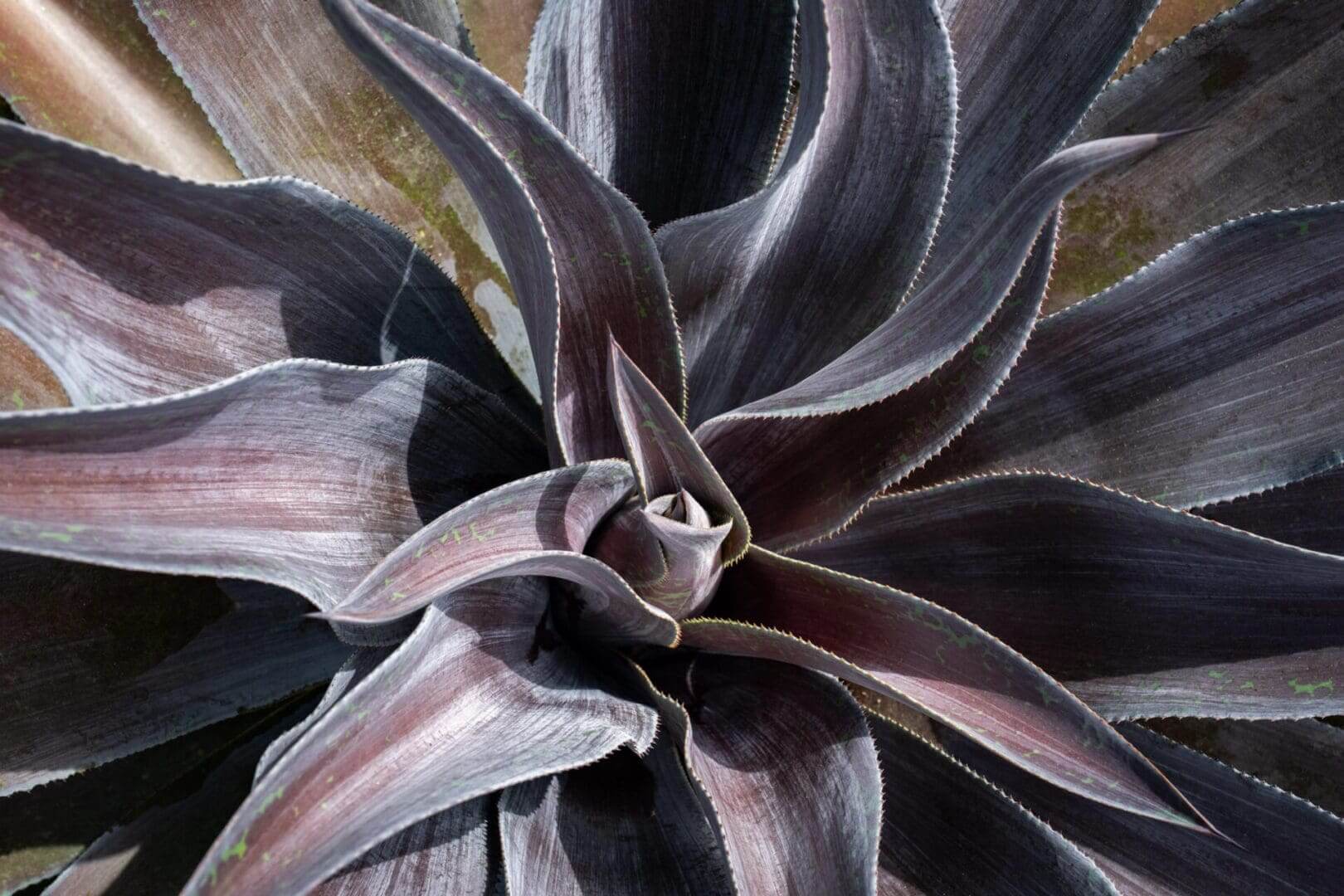 A close up of the flower of an agave plant.