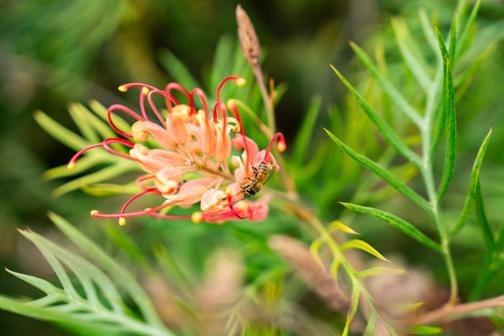 A close up of the flower of an orange plant.