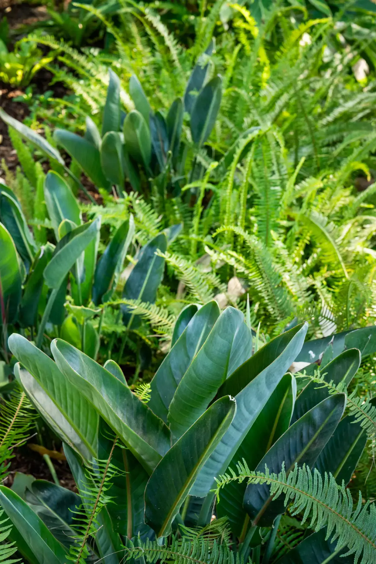 A close up of some green plants in the grass