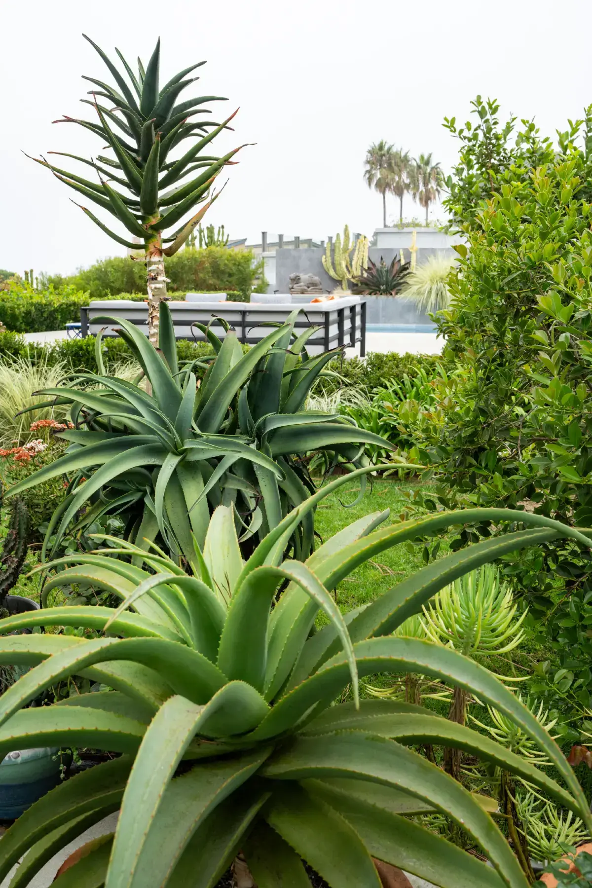 A garden with many different plants and trees.