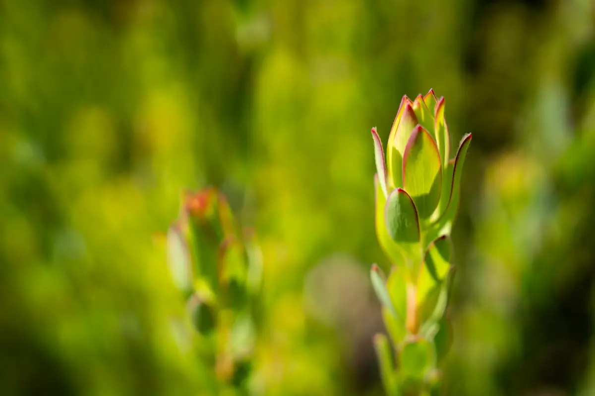 A close up of some flowers with green background