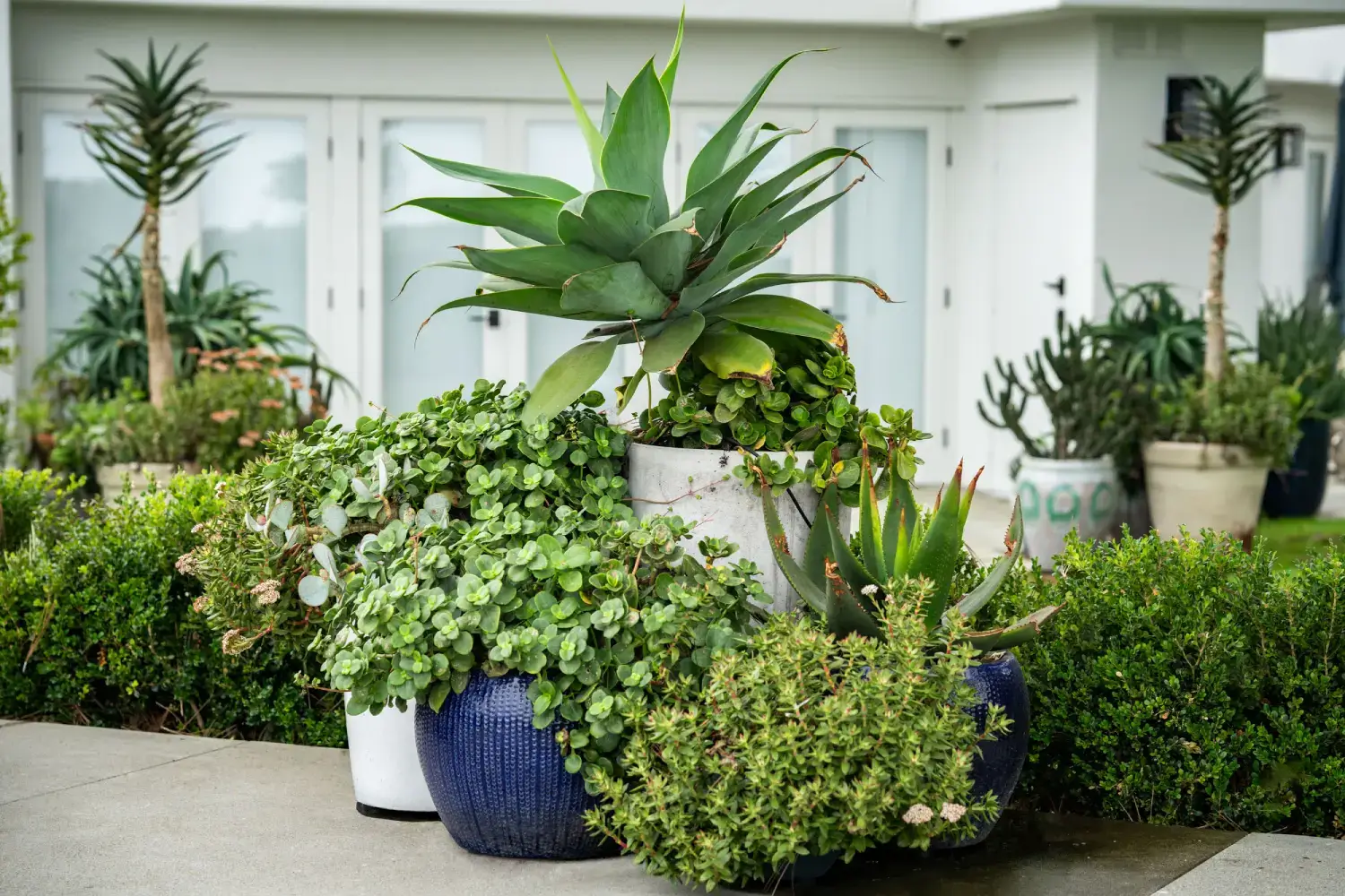 A group of plants in pots on the ground.