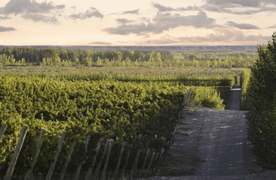 A view of trees and grass from the side of a road.