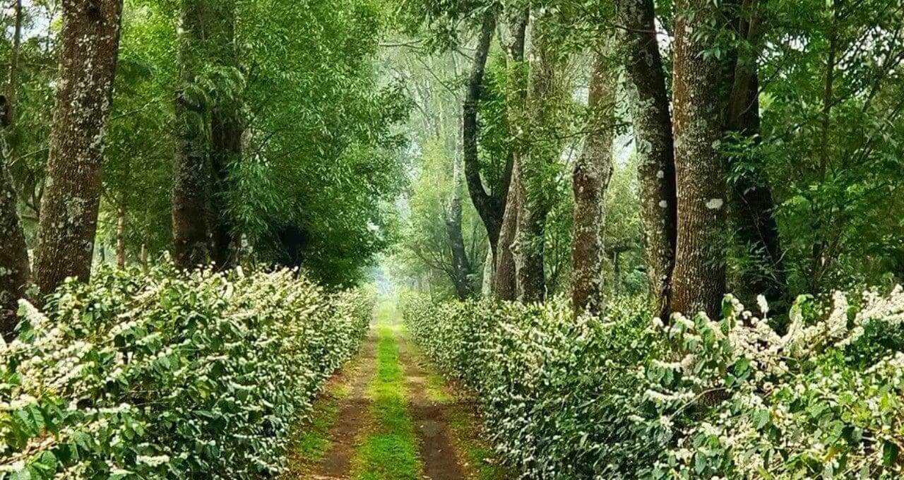A dirt road surrounded by trees and bushes.