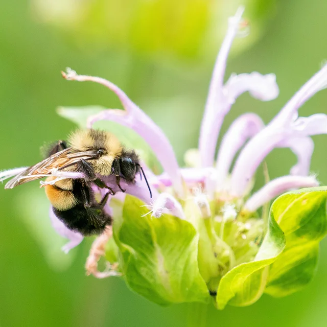 A bee is flying around on the flower.