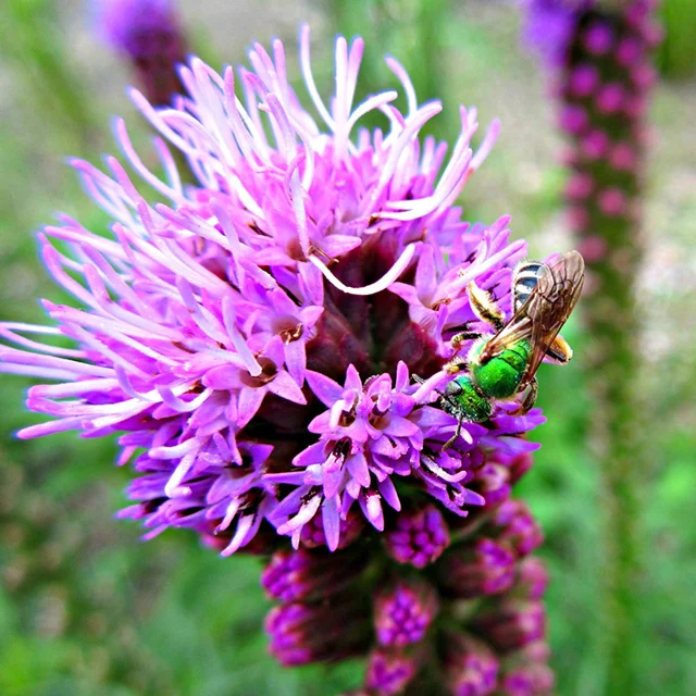 A purple flower with green and yellow bug on it.