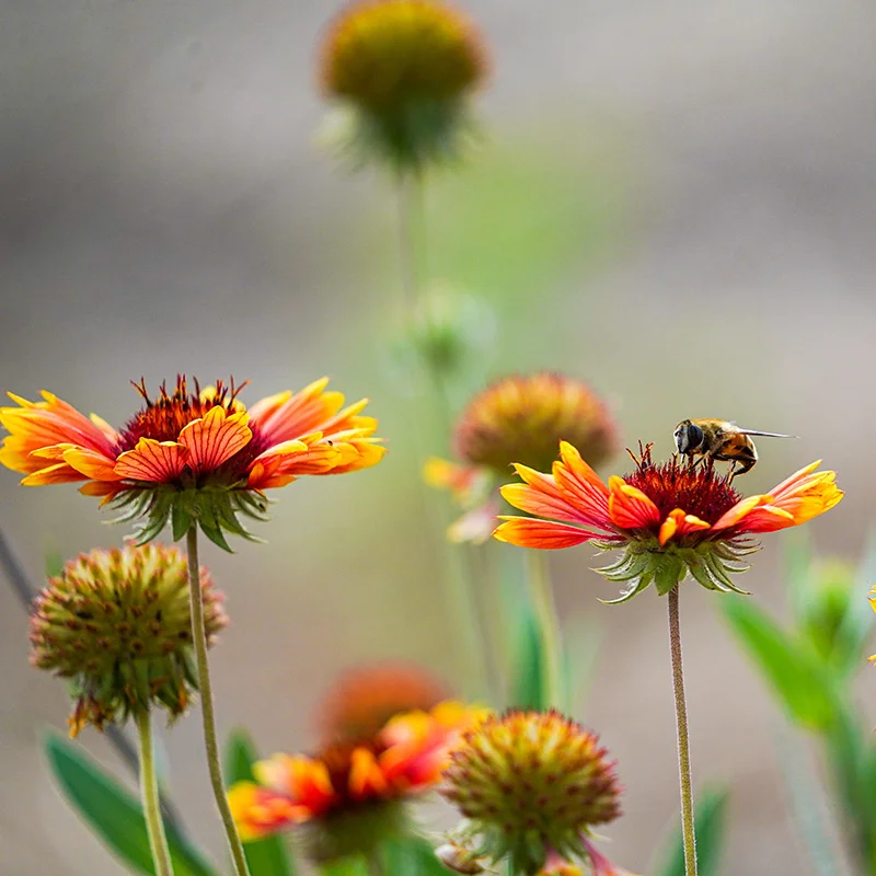 A bee flying over some flowers in the grass.