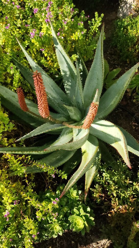 A plant with many leaves growing in the ground.