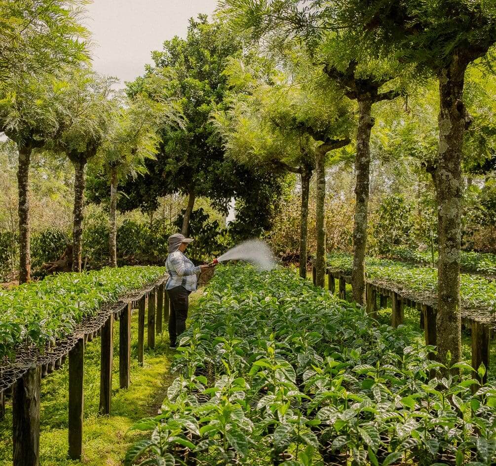 A person walking through an orchard of trees.