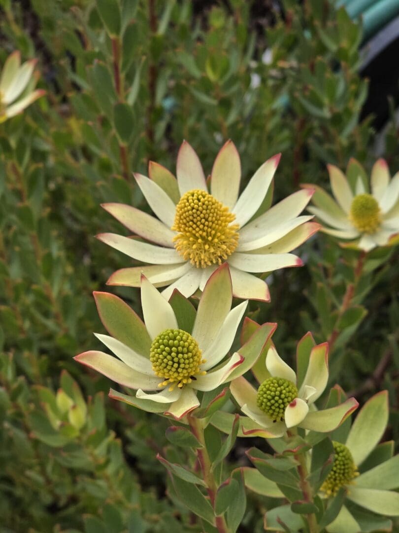 A close up of some flowers with green leaves