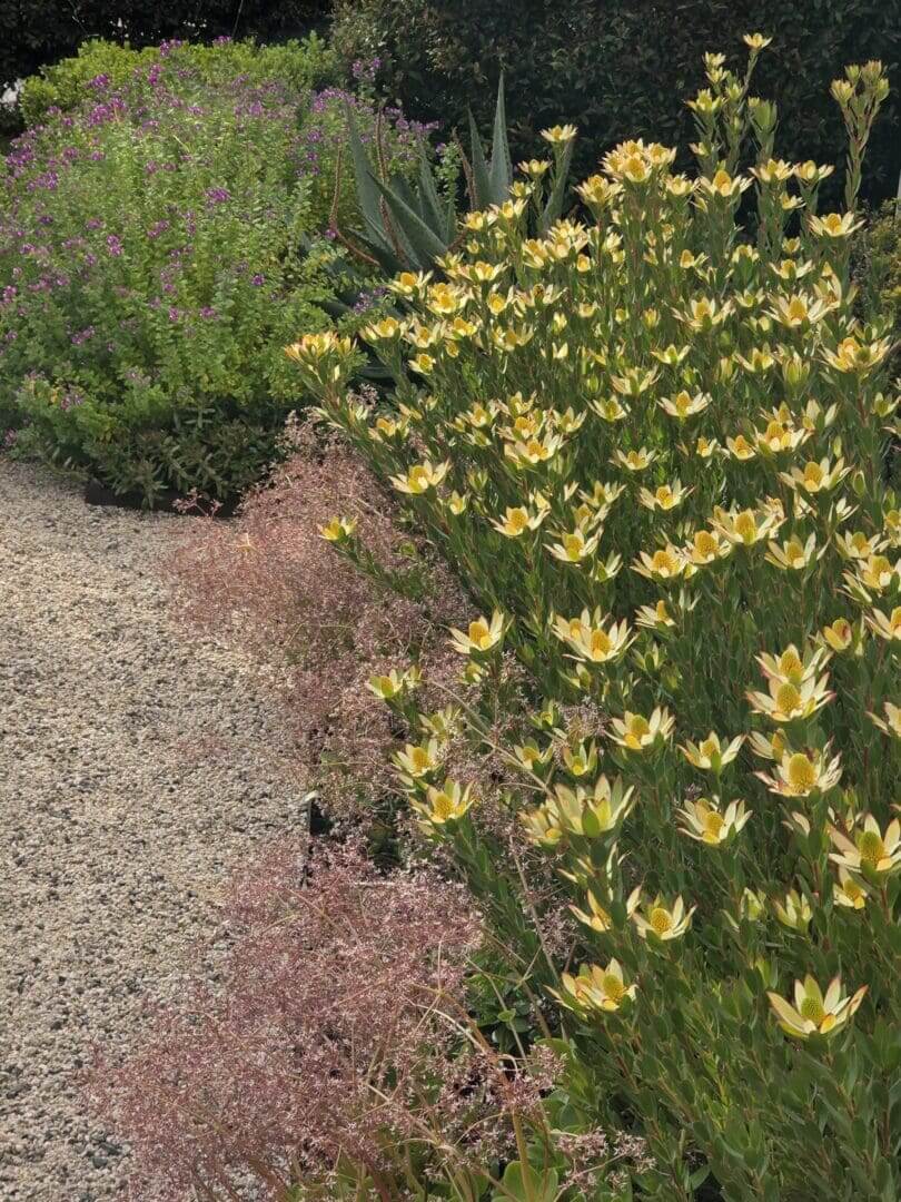 A garden with yellow flowers and plants in the background.
