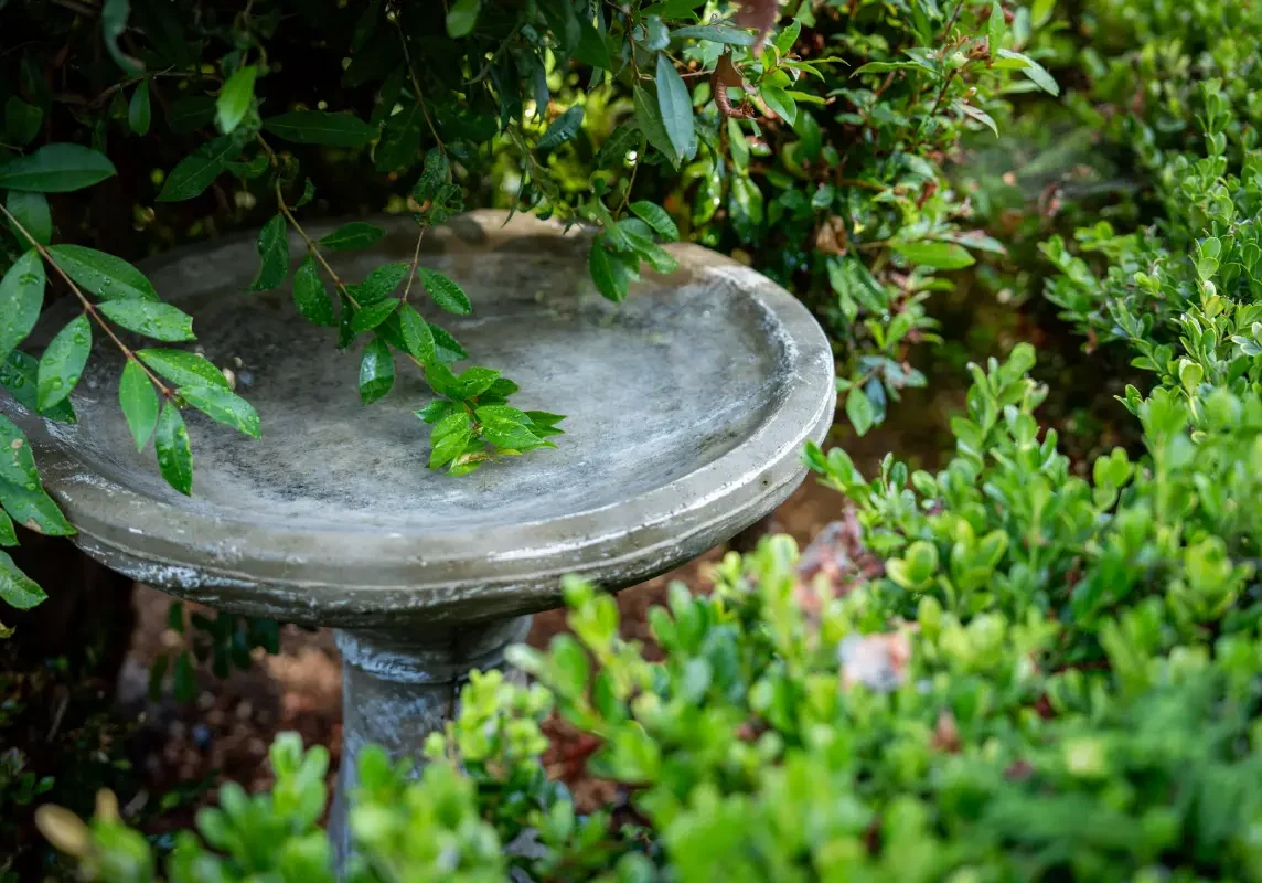 A bird bath in the middle of some bushes