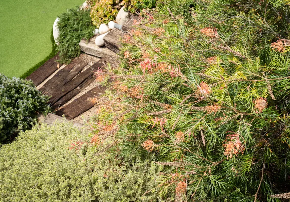 A garden with many plants and flowers