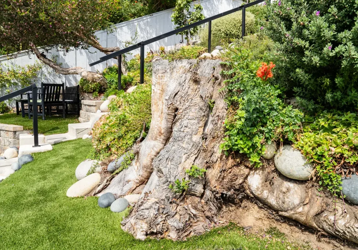 A tree stump with rocks and plants growing on it
