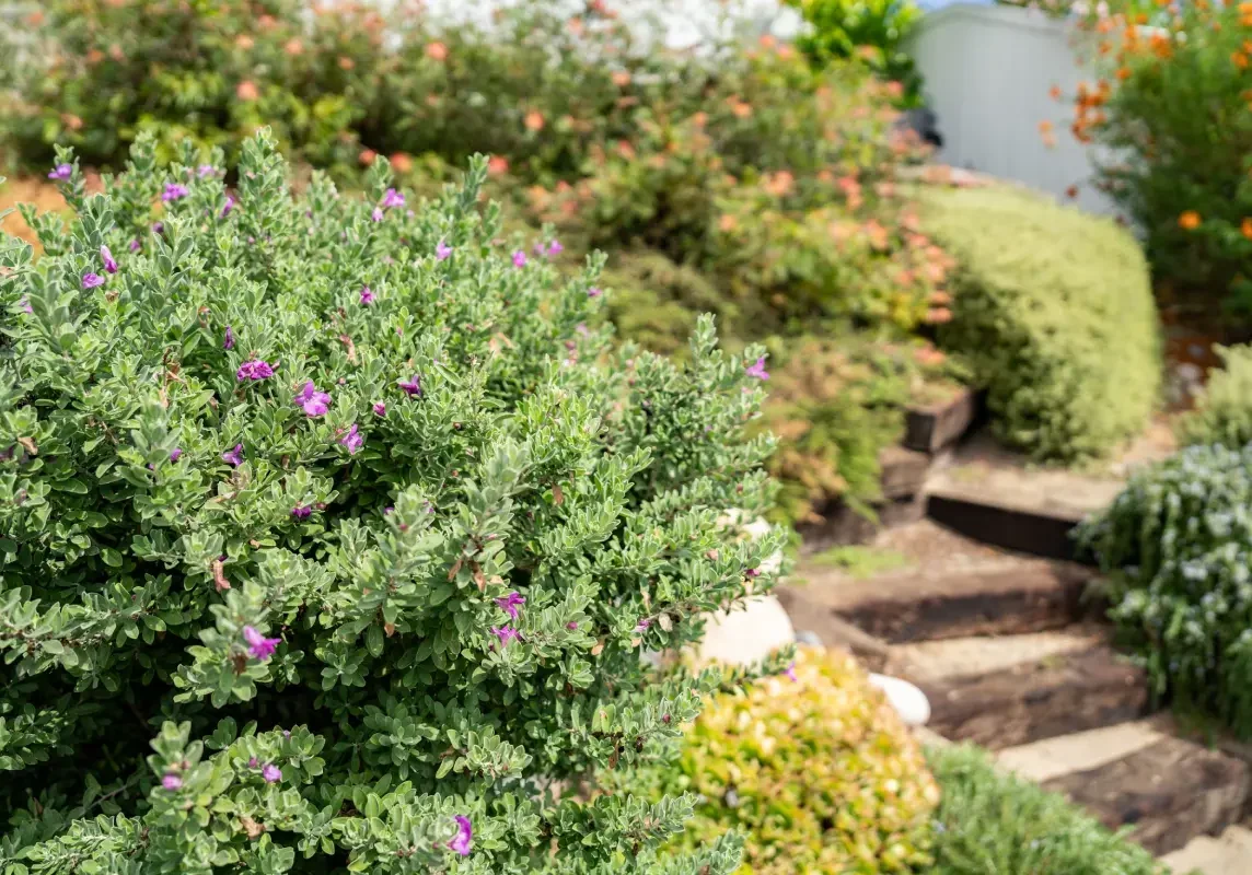 A garden with stairs and bushes in the background.