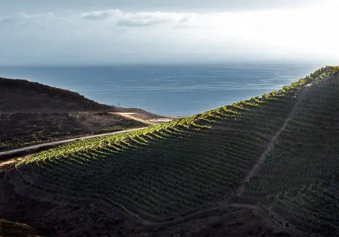 A view of the ocean from above, with a vineyard in the foreground.