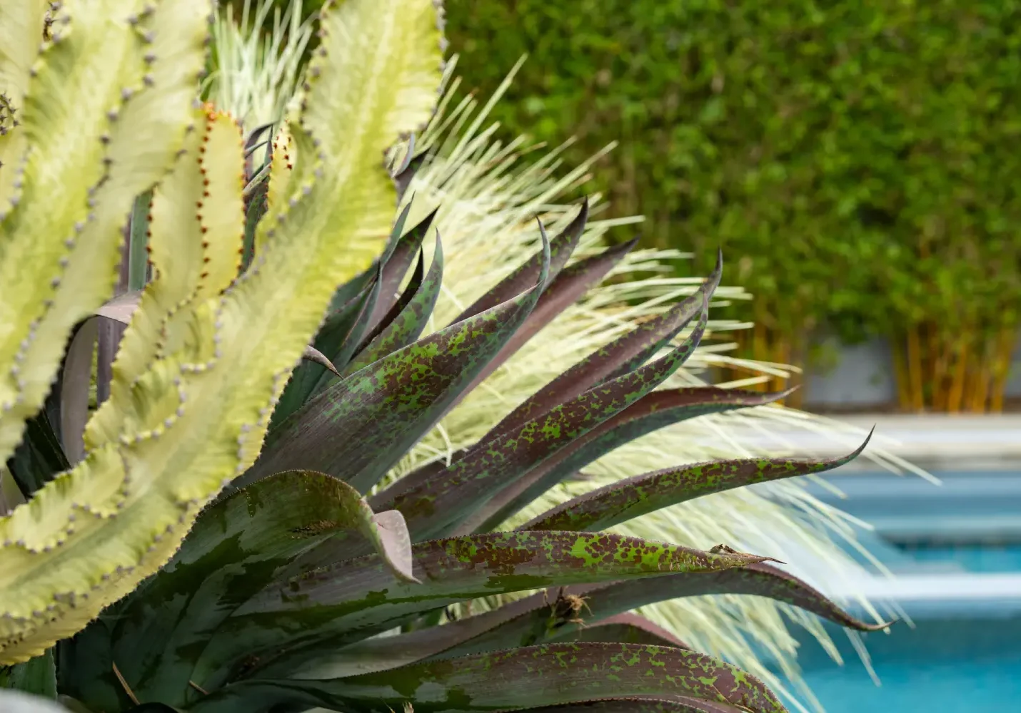 A close up of the top of a plant